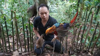 Duong&#39;s Go to the old forest trap Rare birds to raise. A lucky day!