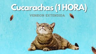1 HORA de videos para #gatos  | Cucarachas (versión extendida)