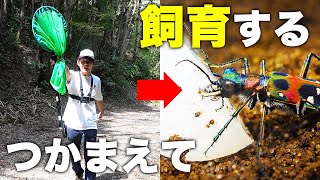 【かんたん】これを見ればハンミョウを見つけて飼育できます