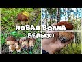 Новая волна белых ГРИБОВ! Жизнь в деревне.