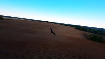 Chasing a bird FPV