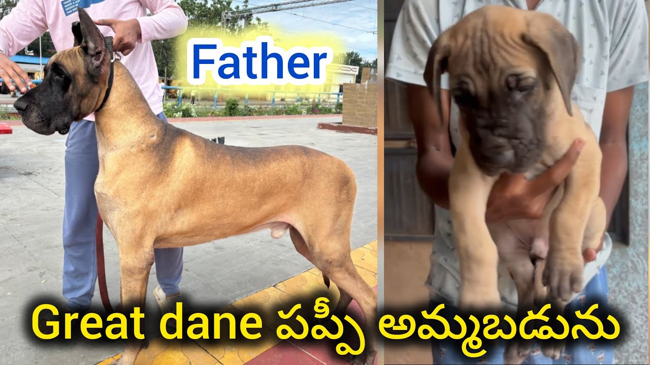 Top quality great dane puppy for sale in telugu/sold out/BGS pets 