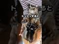 キジトラ猫うしお🐱お尻トントンすると…いろんな声色で鳴く