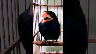 Download Lagu Tengkek Buto Gacor...#shorts MP3