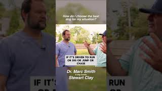 How to Decide What Type of Dog to Get by Marc Smith, DVM, MS