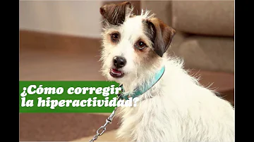 ¿Cómo calmar a un perro hiperactivo?