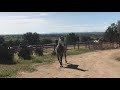 Yegua revolucionando a potros jóvenes futuros sementales.caballos y yeguas Andalusian horses