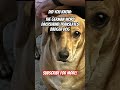Did you know that!?! #dogshorts #dog #cute #animals #shortsvideo