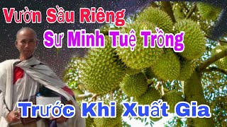 Vườn Sâu Riêng Sư Minh Tuệ Trồng Trước Khi Xuất Gia