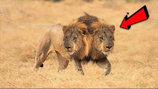 दो सिर वाले 5 अद्भुत जानवर | 5 Mysterious Animals with two Heads