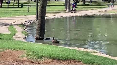 BIO331: Animal Behavior BOM 3 Video