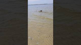 aquacraft Cajun commander airboat #rcboat #airboat #rcairboat #rcfun #rchobby #beach #rcadventure