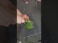 Fresh corriander cutting #youtubeshorts #ytshorts #youtube #youtuber #viralvideo #viralshorts