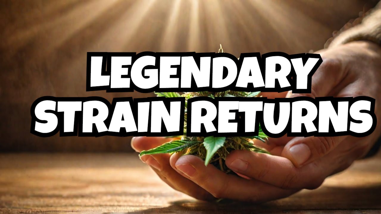 Unboxing Super Silver Haze: The Return of a Cannabis Legend