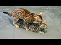 Proses kawin kucing bengal