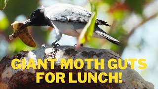 Tastes Like Custard Giant Moth Eaten By Black-Faced Cuckooshrike