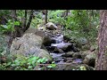 The Gentle Brook That Boosts Your Brain Power