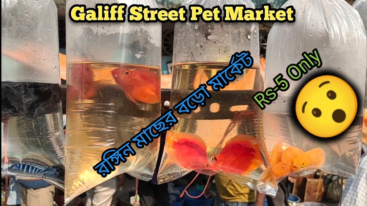 Galiff Street Fish Market kolkata Fish Market Recent Aquarium Fish