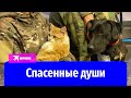 Брошенные псы Донбасса: раненных животных вывозят из Мариуполя