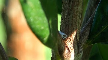 Mealy Bug Destroyer Larva (Organic Gardening)