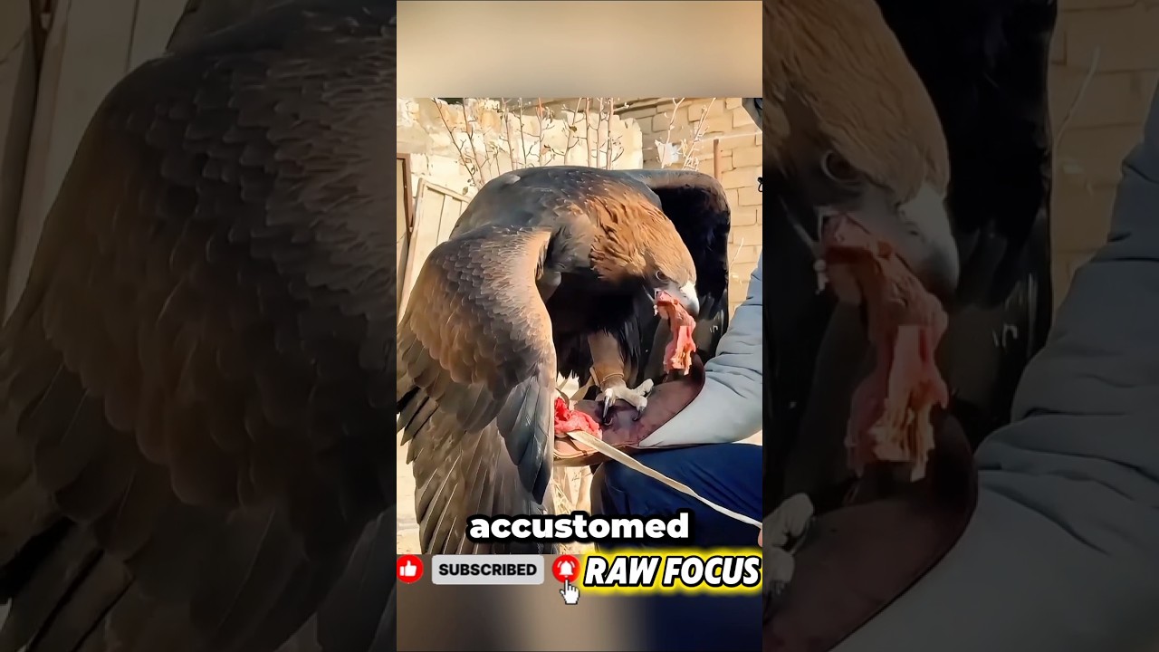 😳🦅 Он выпустил орла… А дальше произошло нечто ужасное.