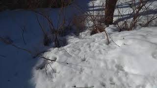 Snow can clean dirty feet by TuireKan 188 views 3 years ago 29 seconds