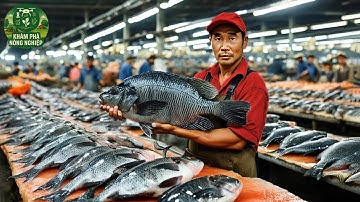 Không Thể Tin Nổi: Nông Dân Trung Quốc Nuôi Hàng Tỷ Con Cá Rô Phi – Bí Quyết Kiếm 300 Tỷ Mỗi Năm!