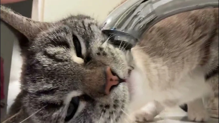 Watch the video about Three legged Siamese blue point lynx drinking water from the faucet