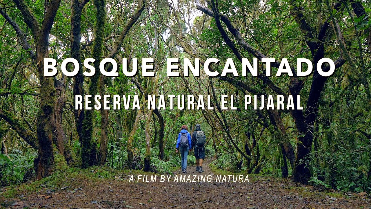 Bosque Encantado Enchanted Forest Anaga Tenerife Youtube
