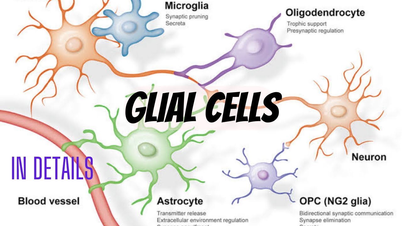 Glial cells in details. Cytology part 21. - YouTube