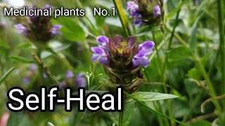 Medicinal plants No. 1-  Self Heal (Prunella vulgaris)