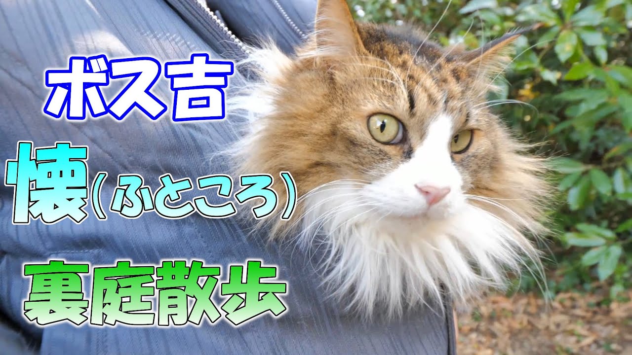 ポチ吉さん Bosskichi Highway Opens] The Jungle Path I Built for My Cat… First