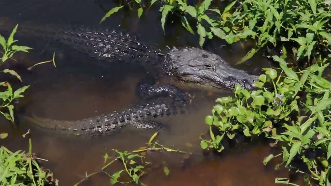 Alligators Mating Florida Full Version YouTube Alligators Mating Florida Full Version YouTube