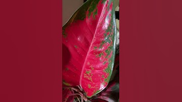 Gorgeous Aglaonema Suksom Jaipong