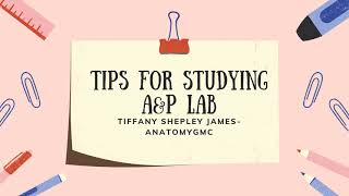 Tips for Studying Anatomy Lab