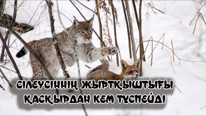 Итальяндық ханымдар порно фильмі Смотреть порно онлайн: ұлы трахает анасы орыс тілінде