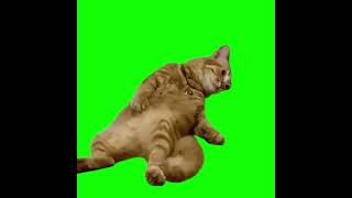 Tired Cat meme Exhausted Cat meme Green Screen – CreatorSet Tired Cat meme Exhausted Cat meme Green Screen – CreatorSet