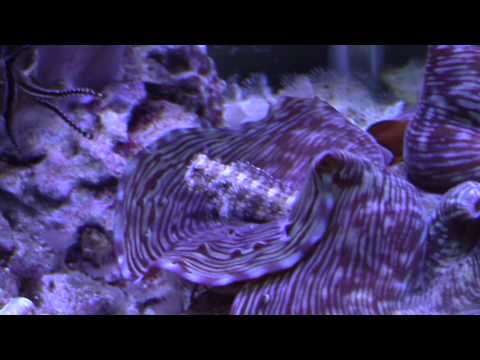 Video: Totul Despre Blenny Fish And Care - Blennioid Care