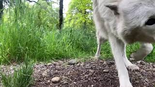 A wolf in slo-mo