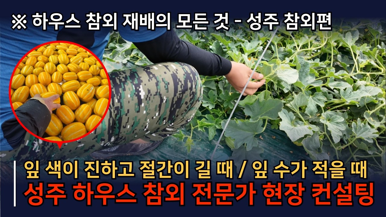 [성주 참외 컨설팅 1편] 참외 잎 색을 연하게, 절간을 짧게, 순을 더 길게