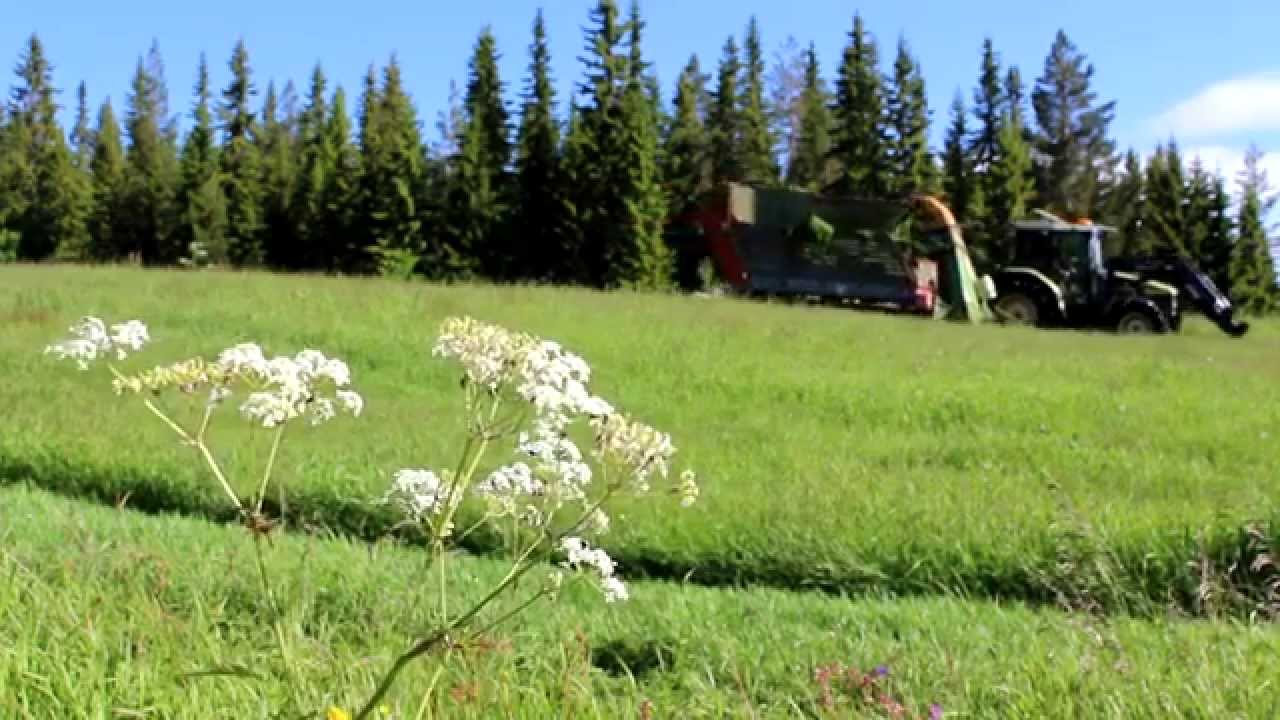 1st Cut - Norway Old School Silage - 2014
