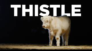 Welcome Thistle!