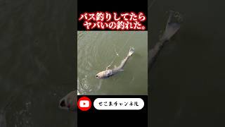 何これ⁈バス釣りしてたらヤバいの釣れた。#バス釣り #外来種 #巨大魚