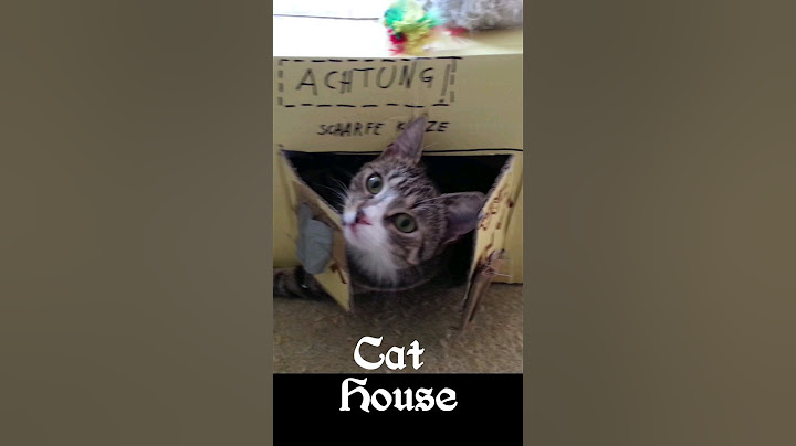 This funny Cat Is A Machine: Watch The "terminator Cat" In Action, #funnycats #memes