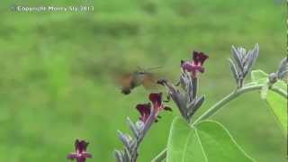 Orange Moth in Laos