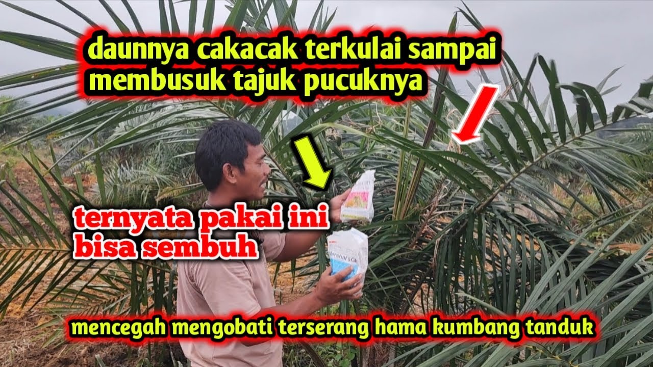 mencegah mengobati daun sawit yang rusak terserang hama kumbang tanduk
