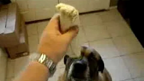 Dog eats Bean Burrito in 1 second - DayDayNews