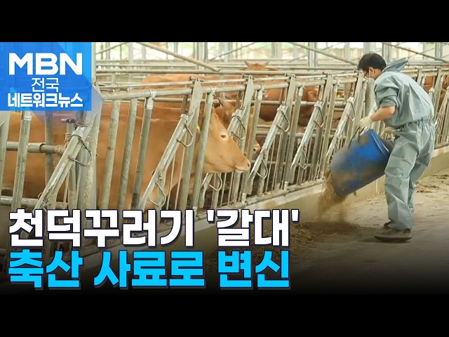 볏짚 대신 '갈대'…"사룟값 연간 500억 아낀다" [전국네트워크]