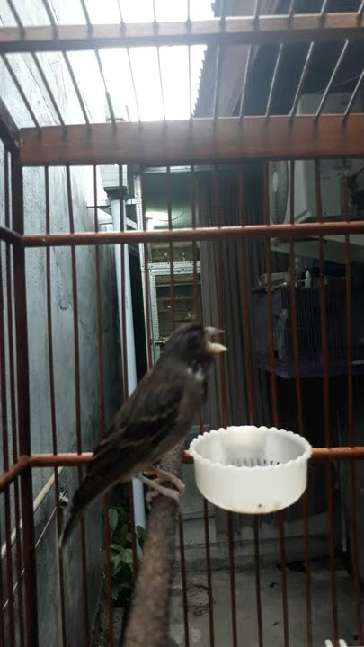 Somerini blackthroat abis cuci muka