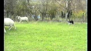 Sheepdog Training With Ted Hope Pt 4